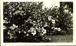 Photograph of hibiscus plant by the Guild family house.