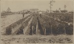 Celery fields on F. M. Tidd's land, Sanford, Florida