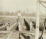Celery field, Slavia, c. 1920s
