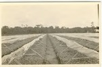Celery seedbeds in Slavia, c. 1920s