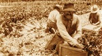 Joseph Mikler, Sr. packs celery on Slavia farm, 1920s