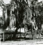 Views of church picnic grounds, mid to late 1950s