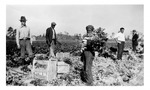 Lukas farm, harvesting celery, c.1930s, Black and White