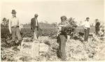 Lukas farm, harvesting celery, c.1930s, Original