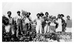 Workers display harvested celery on Lukas Farm, c.1930s, Black and White