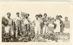 Workers display harvested celery on Lukas Farm, c.1930s, Original