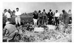 Visitors observe workers harvesting crop in Lukas celery fields, c. 1930s, Black and White