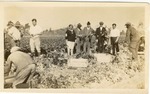 Visitors observe workers harvesting crop in Lukas celery fields, c. 1930s, Original