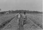 Duda farmland on Mikler Road: Then and Now, c. 1940