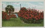 Poinsettias, Orlando, Florida. by E.C. Kropp Co.