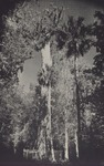 Florida's Big Tree