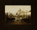 Men and Cattle Standing in Front of Crops