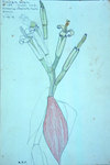 Billbergia Amoena