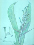 Billbergia Macrocalyx