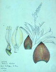 Vriesia Bicolor