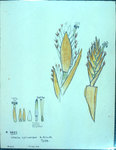 Vriesia Cylindrica
