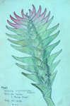 Vriesia Erytheodactylon