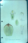 Vriesia Gladiolifolia