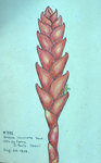 Vriesia Incurvata