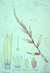 Vriesia Neoglutinosa