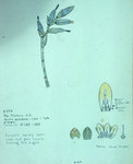 Vriesia Parviflora