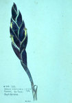 Vriesia Vulpinoides