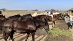 Horses at Gaucho Ranch 3 by Wendy Howard