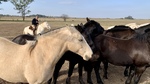 Horses at Gaucho Ranch 4 by Wendy Howard