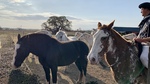 Horses at Gaucho Ranch 6 by Wendy Howard