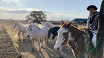 Horses at Gaucho Ranch 7 by Wendy Howard