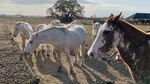 Horses at Gaucho Ranch 8