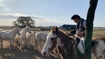 Horses at Gaucho Ranch 9