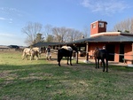 Horses at Gaucho Ranch 25 by Wendy Howard