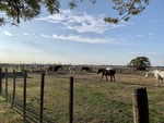 Horses at Gaucho Ranch 26