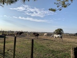 Horses at Gaucho Ranch 27 by Wendy Howard