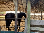 Horses at Gaucho Ranch 29