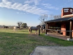 Horses at Gaucho Ranch 30 by Wendy Howard