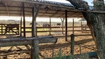 Horses at Gaucho Ranch 33 by Wendy Howard