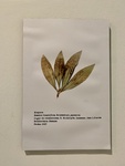 Photo of a Medicinal Plant with Caption. Enrique Udaondo Museum, Luján, Buenos Aires 5