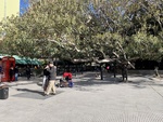 Tango Dancing in Park with Large Patio Near Restaurants. Recoleta Area. 7