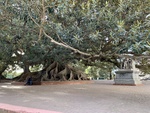 Enormous Rubber Tree and Statue of Emilio Mitre. Recoleta Area.