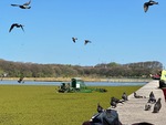 Lunch near the lake in Puerto Madero, Buenos Aires with birds flying and feeding by Wendy Howard