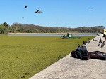 Visit to Puerto Madero by the Laguna de los Coipos during lunch time with birds and greenery by Wendy Howard