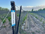 Rows of young Cabernet Franc vines growing in Lamadrid Estate Wines, Mendoza, Argentina during late afternoon light by Wendy Howard