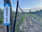 Visit to Lamadrid Estate Wines in Mendoza, Argentina to see Cabernet Franc vines growing in the vineyard at sunset by Wendy Howard