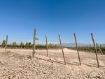 Vineyard landscape at Bodega Familia Cassone in Mendoza, Argentina showcasing a clear sky and soil paths by Wendy Howard