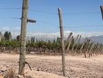 Vineyard landscape at Bodega Familia Cassone in Mendoza, Argentina with mountains in the background by Wendy Howard