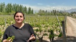 Workers maintain the vineyard at Bodega Familia Cassone winery in Mendoza, Argentina during the daytime under clear skies by Wendy Howard