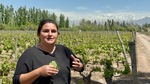 Understanding vineyard practices at Bodega Familia Cassone in Mendoza Argentina with a focus on grape leaves and mountains by Wendy Howard