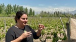 Guide explains vineyard practices at Bodega Familia Cassone winery in Mendoza, Argentina, highlighting the growing process of grapes by Wendy Howard